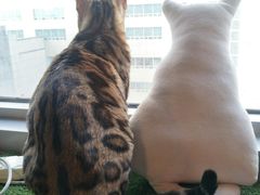 -Cappucimeow猫咪咖啡馆(韦伯时代店)