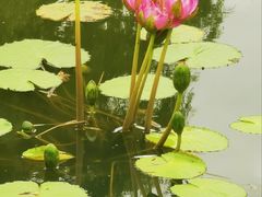 -国家植物园南园