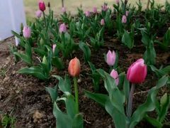 -瑶湖郊野森林公园