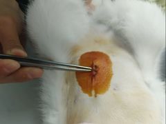 -美联众合动物医院·24h转诊中心