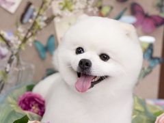 -Oh My Dog宠物沙龙(伊珊娜皮毛护理店)