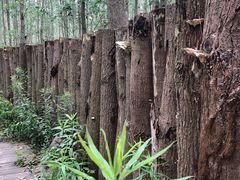 -合肥滨湖国家森林公园