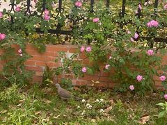 -南京外国语学校(仙林分校西区)