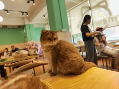 -绒爪撸猫下午茶·猫咖
