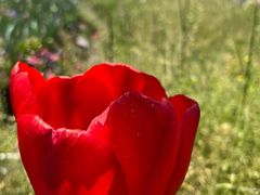 -枫林花海