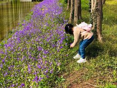 -黄海国家森林公园