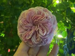 -杨家埠民间艺术大观园