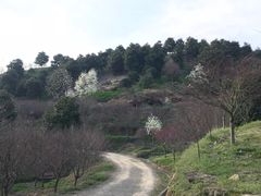 -新建村梅花