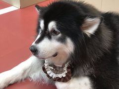 -和它·交个朋友·狗咖猫咖(爱琴海店)