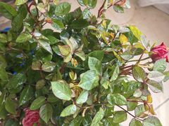 -花城苑广府菜(侨鑫店)