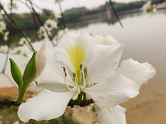 -番禺大夫山森林公园