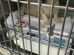 -伟伟宠物医院·CT影像中心·瑞派犬猫综合性门诊(汉口总院)