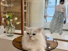 -共舞时光猫咖·狗咖(新街口店)