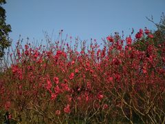 -桃花涧