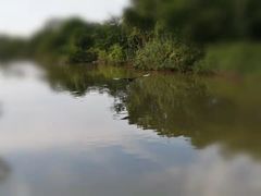 -大湾区中央湿地公园