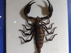 -上海昆虫博物馆