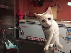 -BGM CLUB二次元主题桌游店(康王路店)