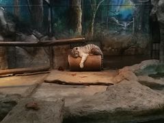 -清迈夜间动物园