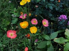 -人民公园(罗湖区)