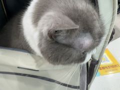 -安安宠医宠物医院·异宠·犬猫内科(岳阳分院)
