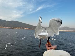 -海埂大坝