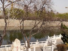 -桃花堤公园