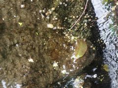 -成都市活水公园
