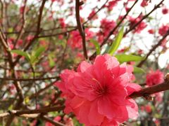 -南国桃园旅游度假区