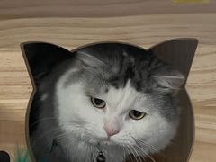 -Mr.Fox狐狸先生超级密室(南山店)