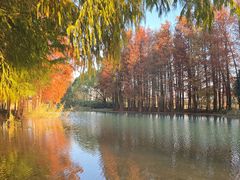 -贡湖湾湿地公园