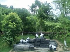-都江堰中华大熊猫苑