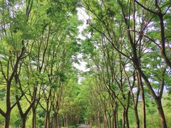 -渡海小渔村.老辈日照菜