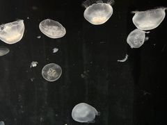 -大阪海游馆