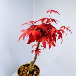 -久匠半永久纹眉