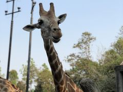 -清迈夜间动物园