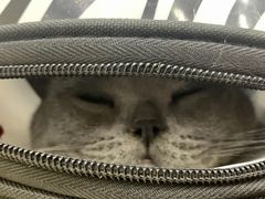 -伟伟宠物医院·CT影像中心·瑞派犬猫综合性门诊(汉口总院)