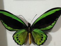 -上海昆虫博物馆