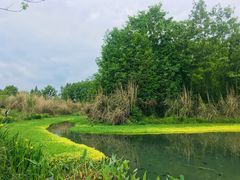 -桤木河湿地公园