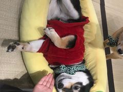 -逗柴咖啡屋·狗咖猫咖宠物桌游
