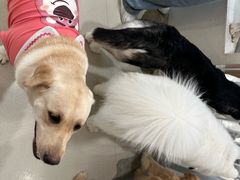 -共舞时光猫咖·狗咖(新街口店)