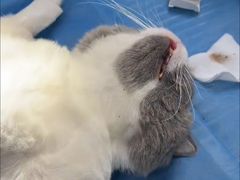 -动物缘宠物医院·骨科·猫科(西二环店)