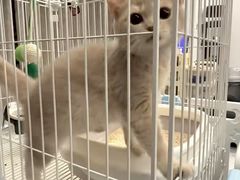 -翊宠yipet猫狗购宠庄园犬舍•猫舍