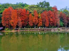 -深圳仙湖植物园