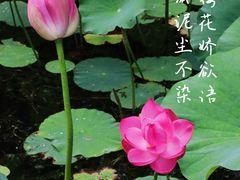 -大宁公园