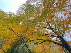 -光雾山旅游景区