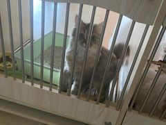 -喵宠乐园·撸猫互动·猫舍