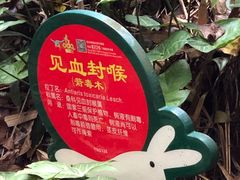 -呀诺达热带雨林