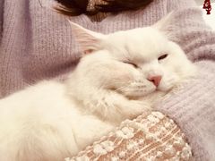 -飞行喵MR PILOT|猫舍·猫咖(静安大融城店)