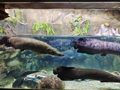 -太平洋海底世界