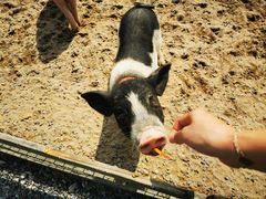 -前小桔亲子创意农场·草莓采摘·露营烧烤